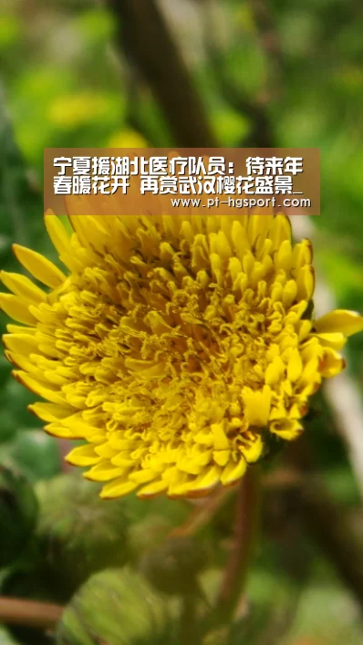 皇冠赛事